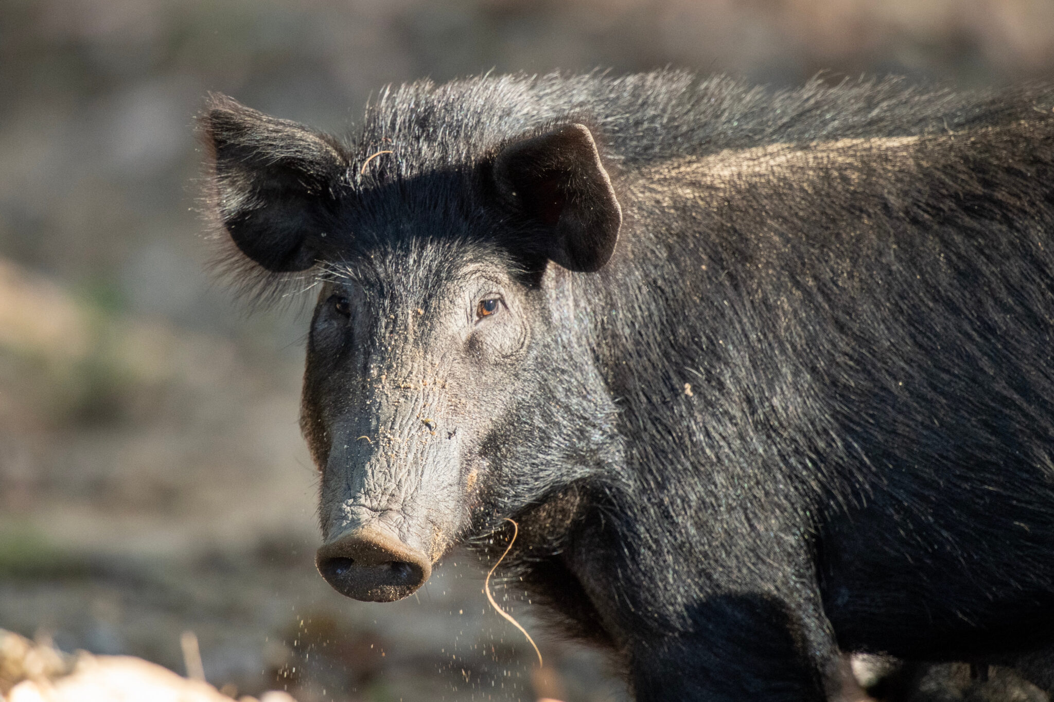 national-feral-pig-action-plan-national-feral-pig-action-plan