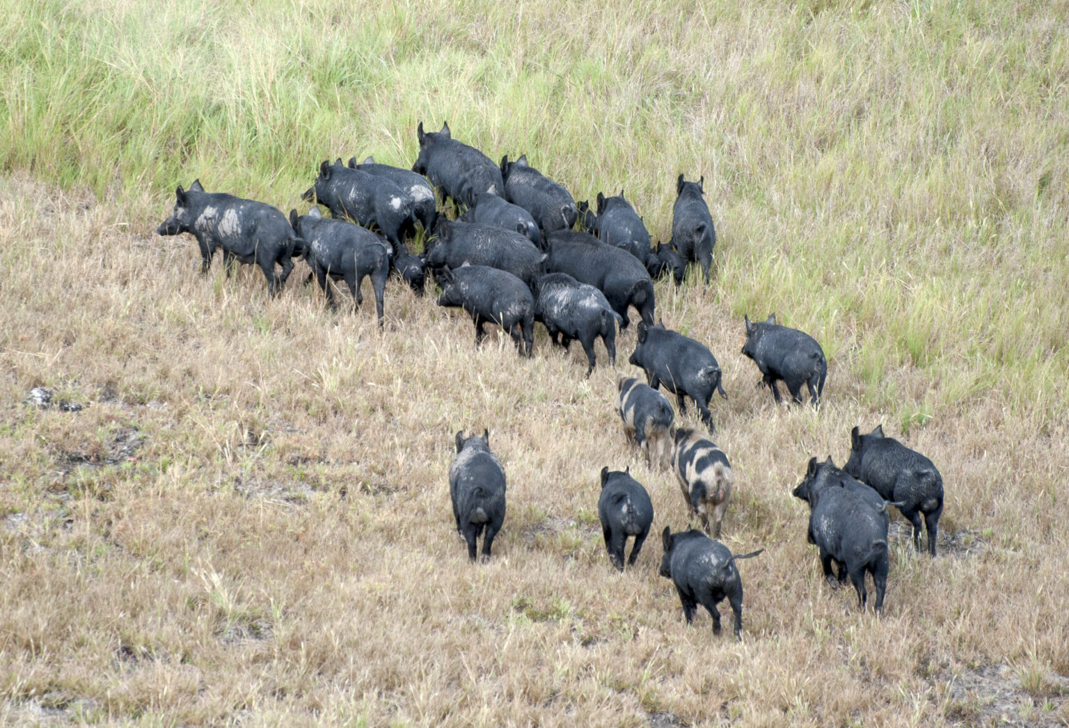 National Feral Pig Action Plan National Feral Pig Action Plan